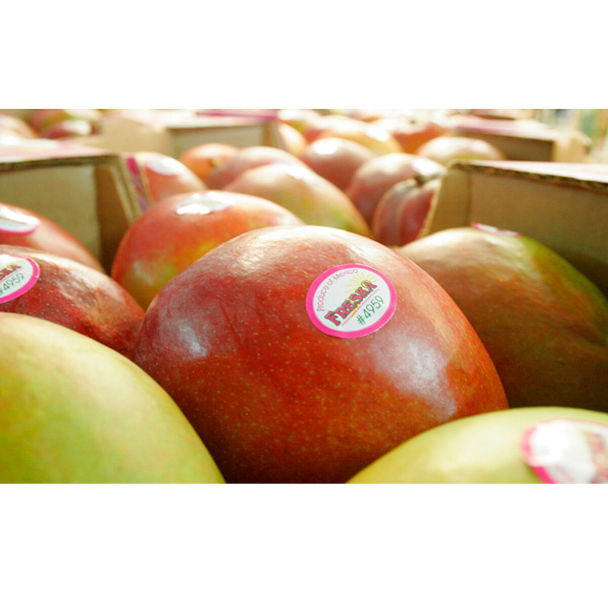マンゴー 1.5KG | Costco Japan