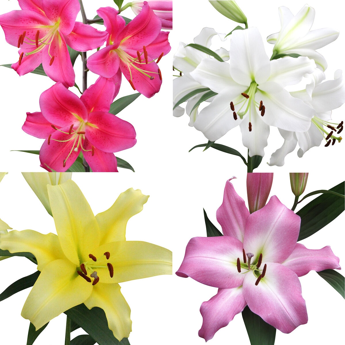 百合のジャンボ球根 8球セット | Costco Japan