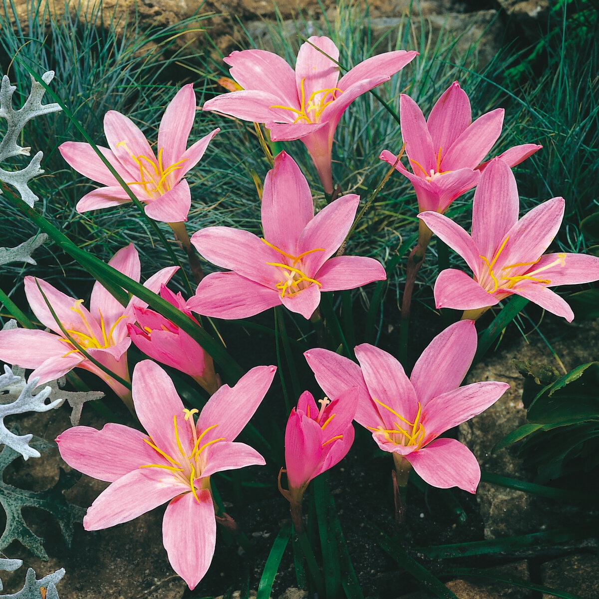 春植え球根 ゼフィランサス ピンク 30球 | Costco Japan