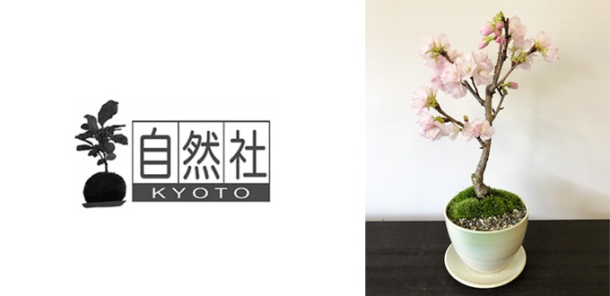 自然社・苔玉盆栽・ロードショー