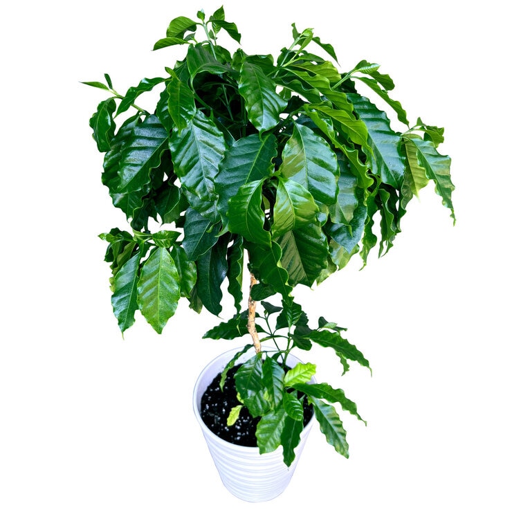 コーヒーの木 観葉植物 7号 陶器鉢