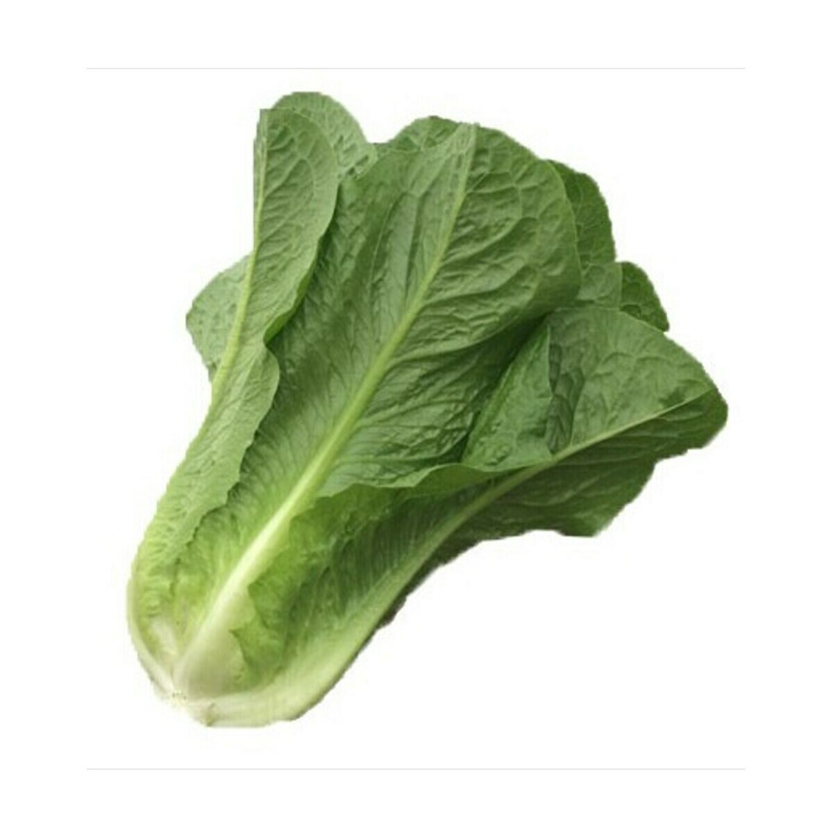 ロメインレタス 2株