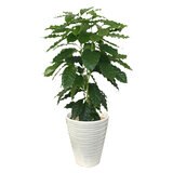 コーヒーの木 観葉植物 7号 陶器鉢