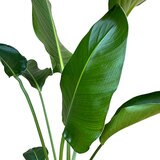 ストレチア オーガスタ 観葉植物 7号 陶器鉢 ストレチア オーガスタ 観葉植物 7号 陶器鉢