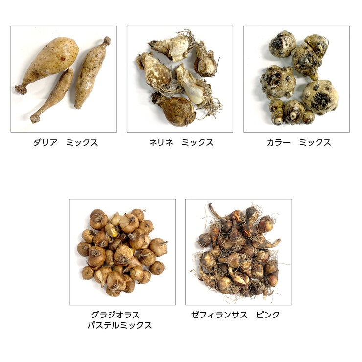 春植え球根 各種