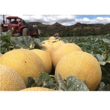 カンタロープメロン