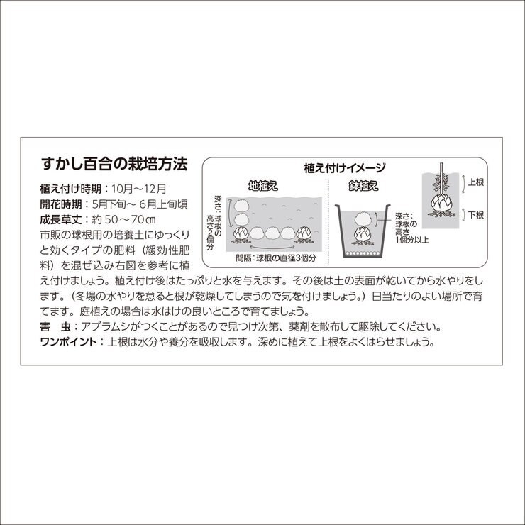 秋植え球根 スカシユリ エレガントミックス 10球