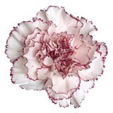 カーネーションの花束 24本 複色/紫白 母の日期間配送 お届け日5月6日～5月11日