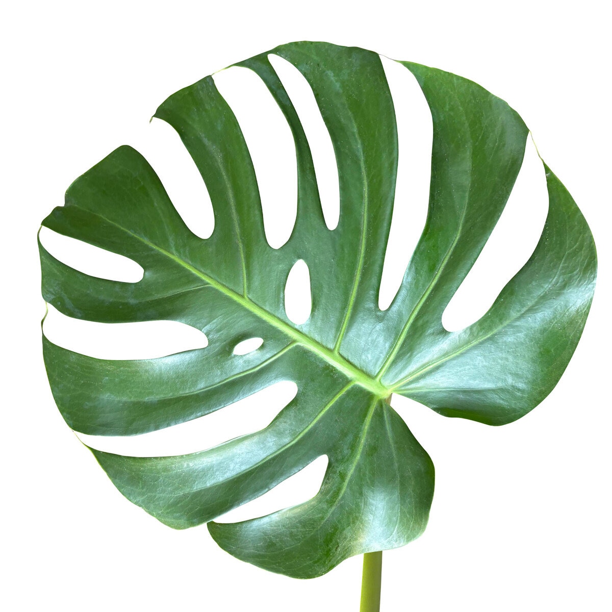モンステラ 観葉植物 7号 陶器鉢