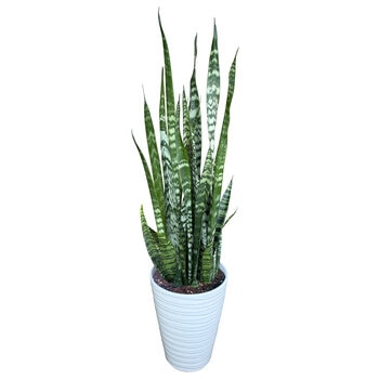 サンスベリア ゼラニカ 観葉植物 7号 陶器鉢