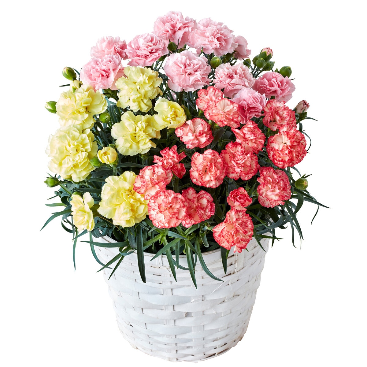 3色カーネーション カラフル 6号鉢 母の日期間配送 お届け日5月5日～5月10日