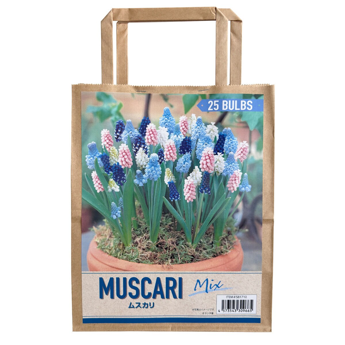秋植え球根 ムスカリ 25球