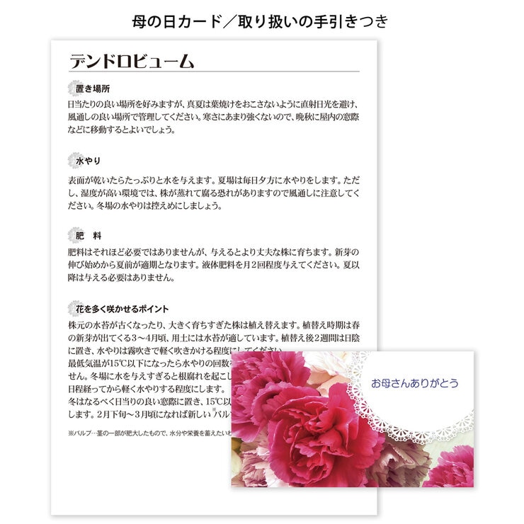 デンドロビューム ハート仕立て 母の日期間配送 お届け日5月5日～5月10日