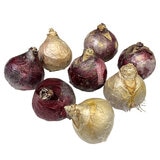 秋植え球根 ヒヤシンス 8球