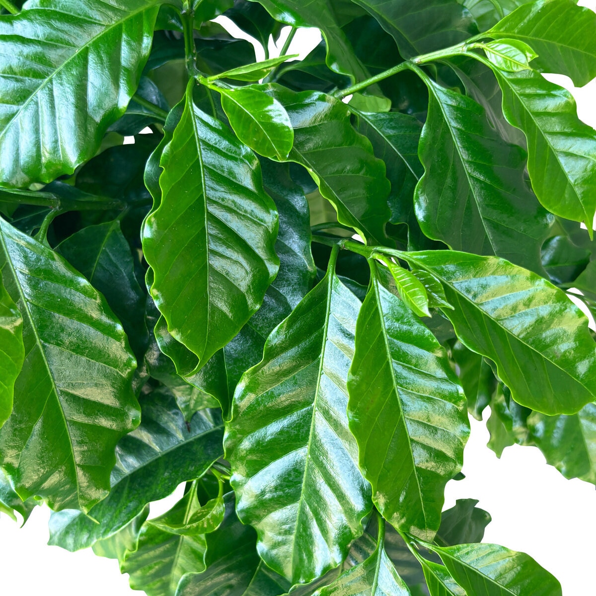 コーヒーの木 観葉植物 7号 陶器鉢