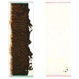 Uchinoko うちのニャンコ毛並ロングフェイスタオル 34cm x 100cm 3枚組