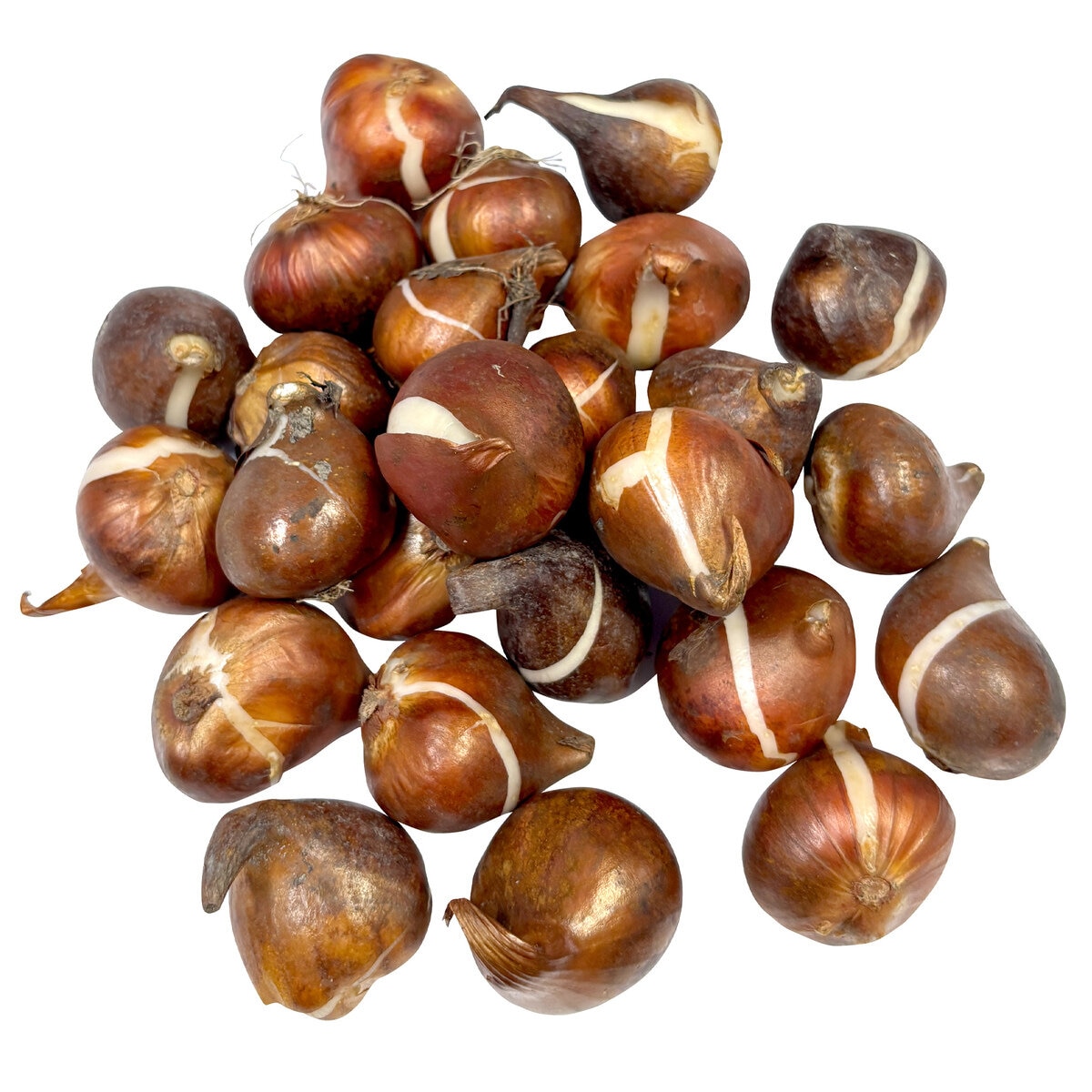 チューリップ球根ミックス 25球 チューリップ球根ミックス 25球