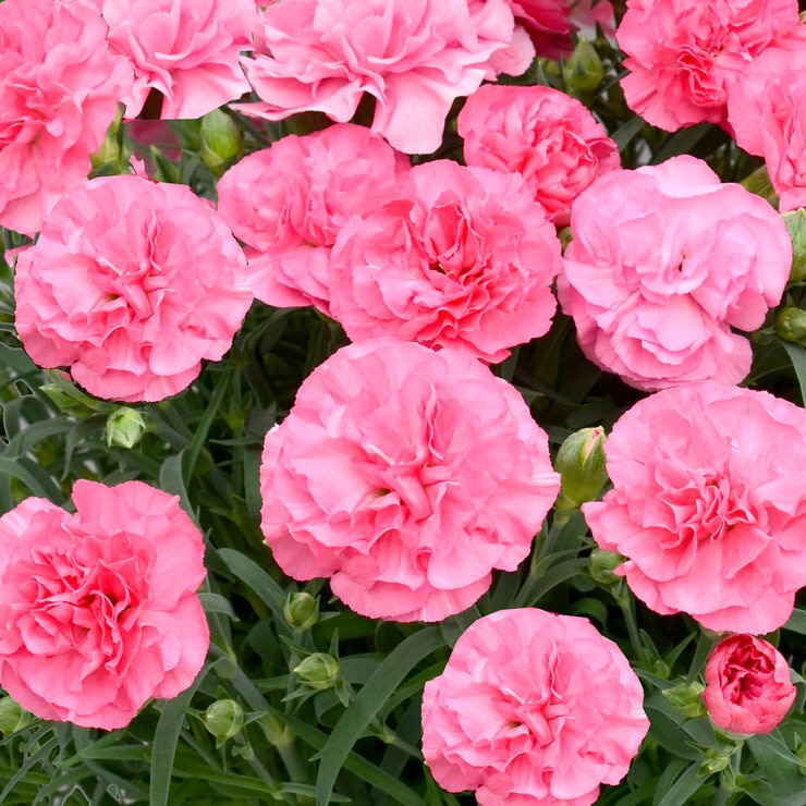 特大カーネーション 7号鉢 ピンク 母の日期間配送 お届け日5月5日～5月10日