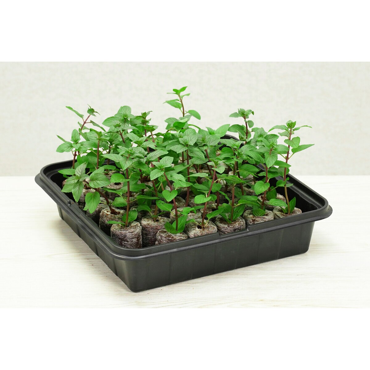 コストコ【PlantBest】プラントベスト そのまま植えられる苗づくりキット 35 ココナッツペレットｘ2個パック　A3831 プラントベスト そのまま植えられる苗づくりキット 35 ココナッツ