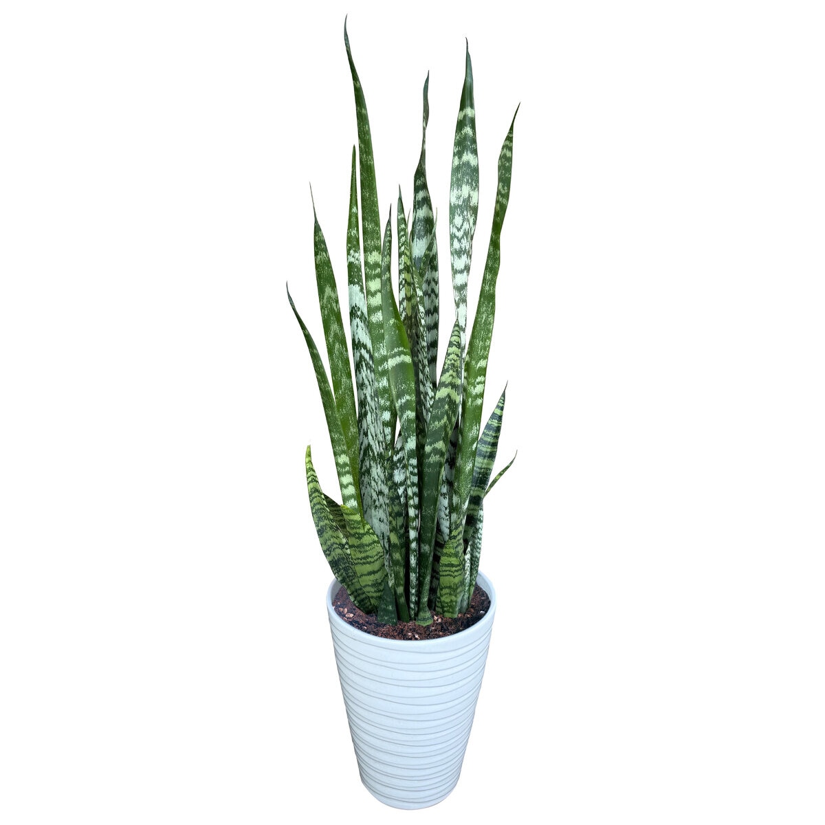 サンスベリア ゼラニカ 観葉植物 7号 陶器鉢