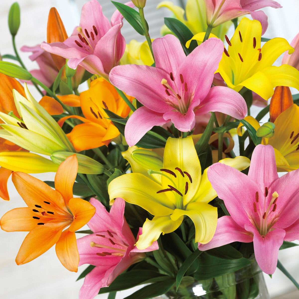 秋植え球根 スカシユリ カラフルミックス 10球