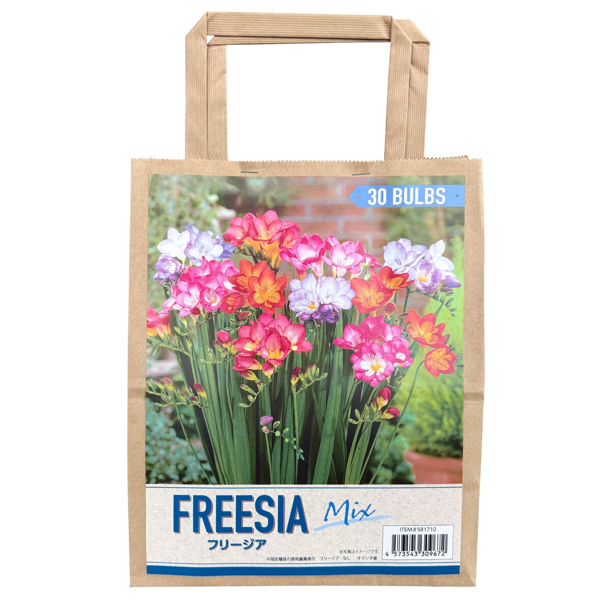 秋植え球根 フリージア 30球