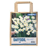 秋植え球根 水仙 ミノウ 16球