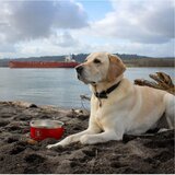 ラッキー ドッグ 犬用ボール 1.1L 赤