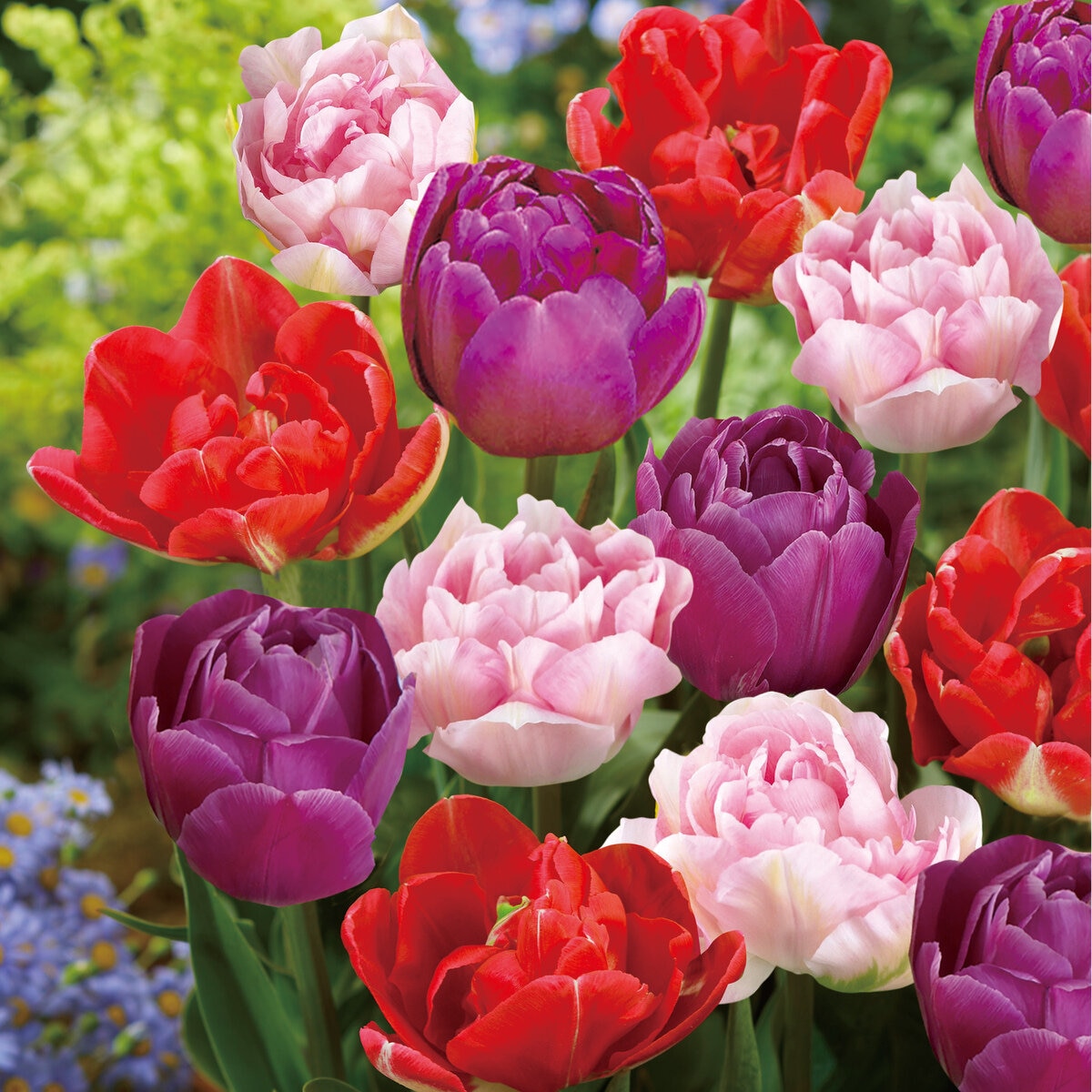 チューリップ チューリップ球根ミックス 25球 エレガントミックス | Costco Japan