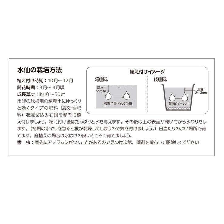 秋植え球根 水仙 ミノウ 16球