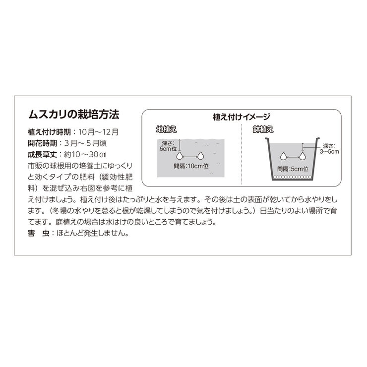 秋植え球根 ムスカリ 25球