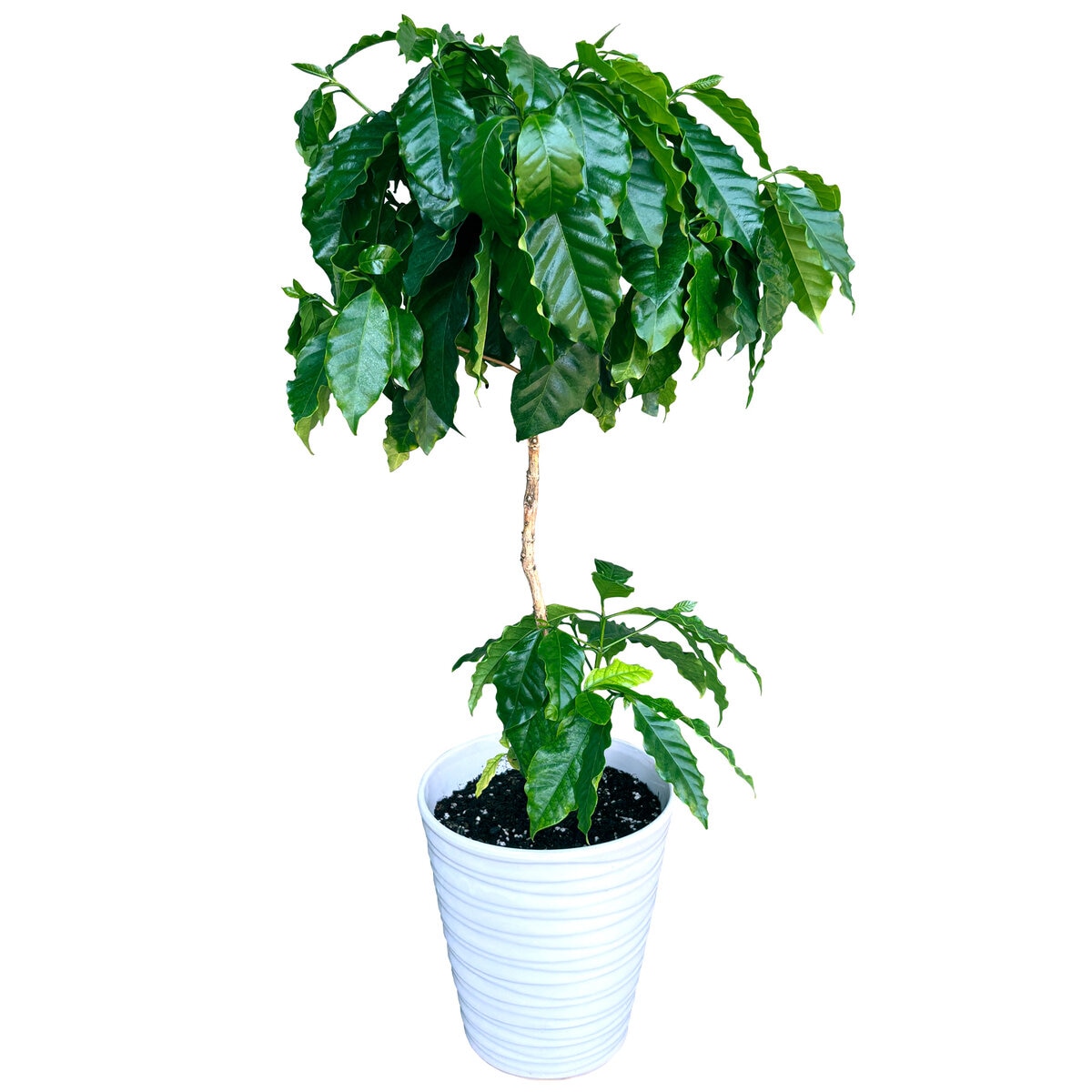 コーヒーの木 観葉植物 7号 陶器鉢