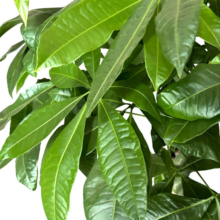 パキラ 観葉植物 7号 陶器鉢