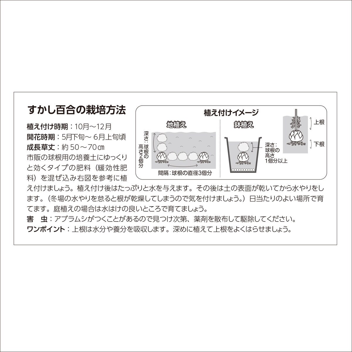 秋植え球根 スカシユリ エレガントミックス 10球 秋植え球根 スカシユリ エレガントミックス 10球