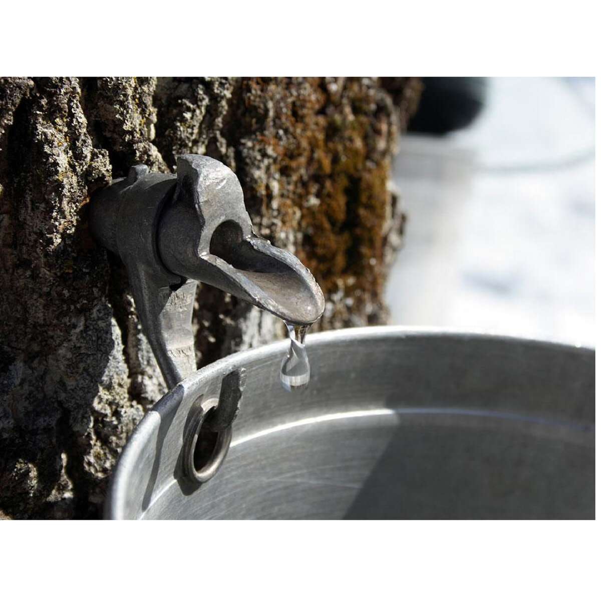 メープルテルワー オーガニックメープルシロップ ゴールデンデリケート330g x 12瓶