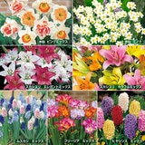 秋植え球根アソート