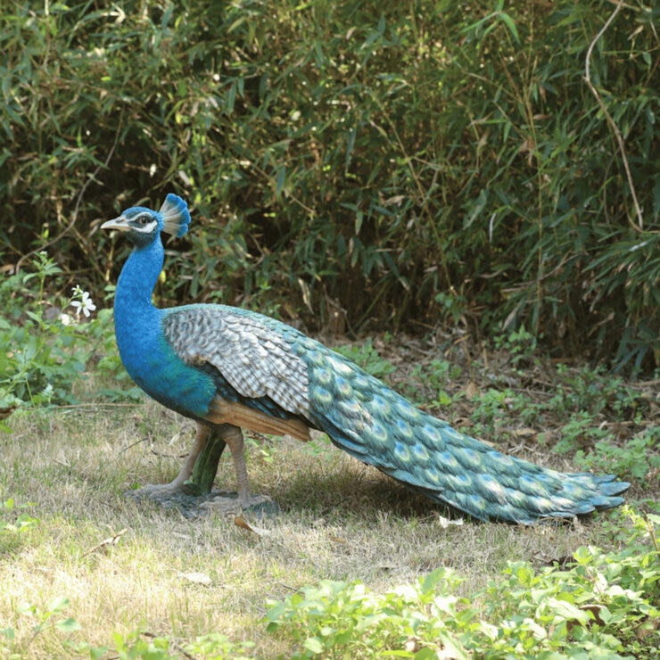 ウービア クジャクの置物 特大 H13234