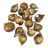 秋植え球根 水仙 ミノウ 16球