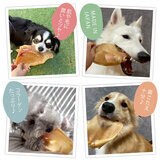 豚耳ジャーキー 10枚 犬用 豚耳ジャーキー 10枚 犬用