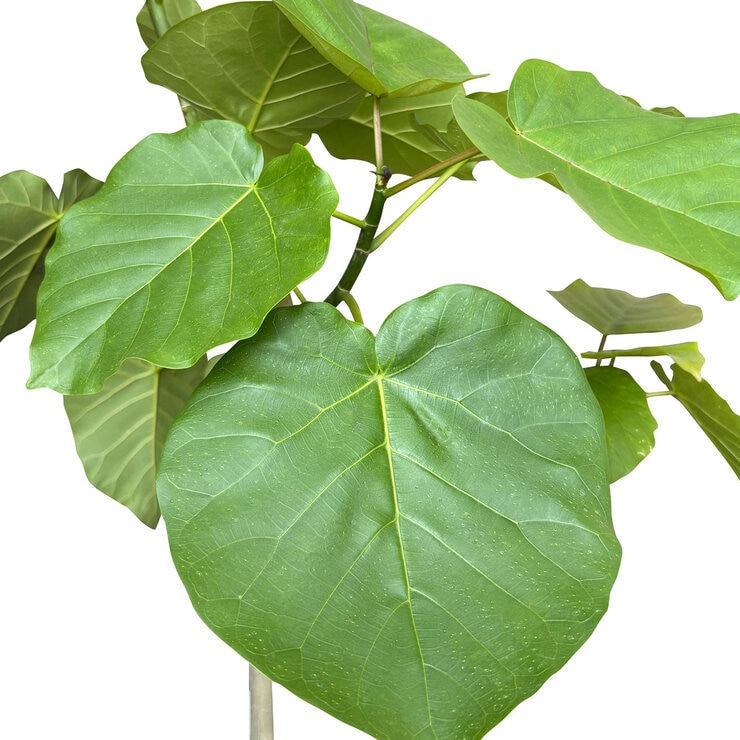 フィカス ウンベラータ 観葉植物 7号 陶器鉢