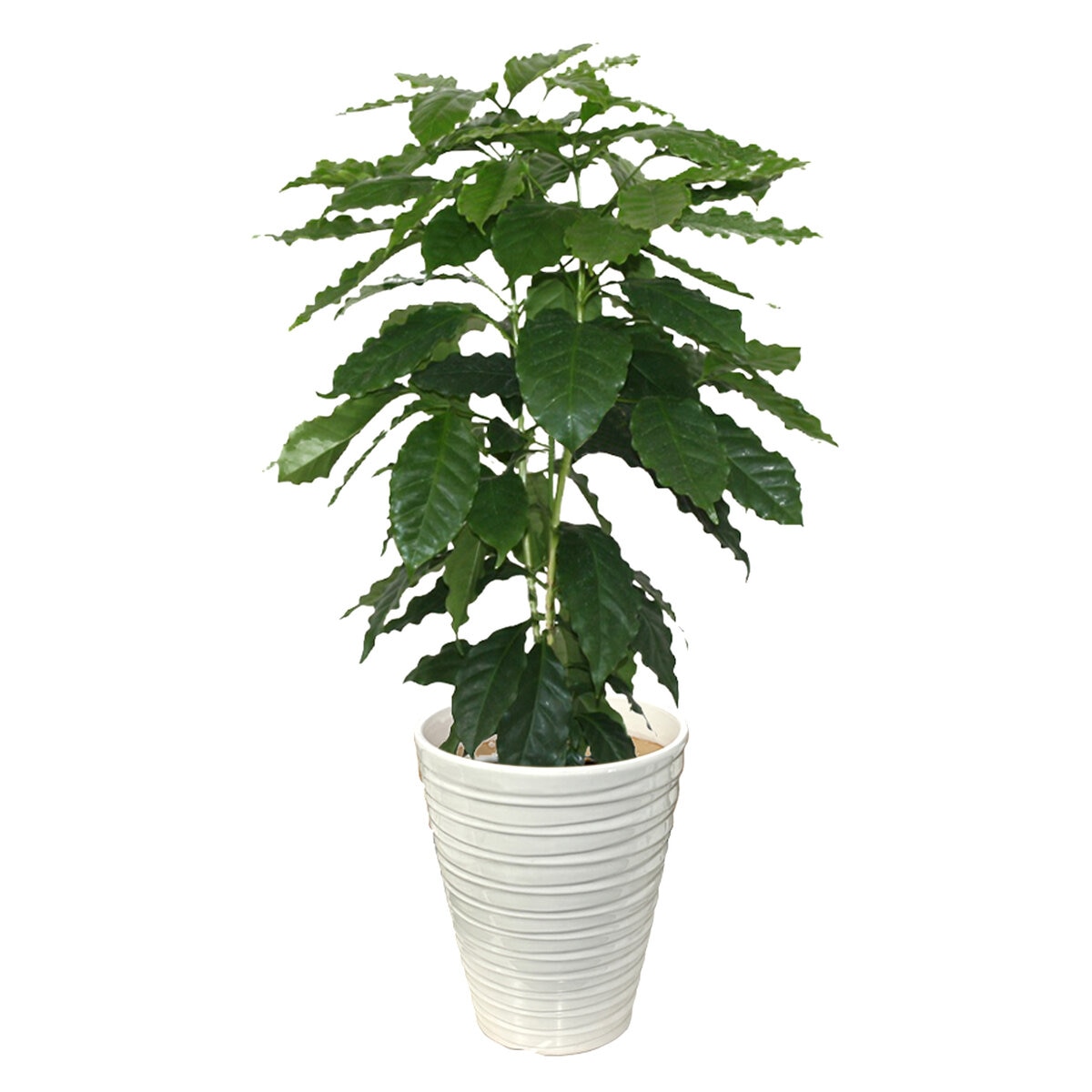 コーヒーの木 観葉植物 7号 陶器鉢