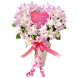 デンドロビューム ハート仕立て 母の日期間配送 お届け日5月5日~5月10日 デンドロビューム ハート仕立て 母の日期間配送 お届け日5月5日~5月10日