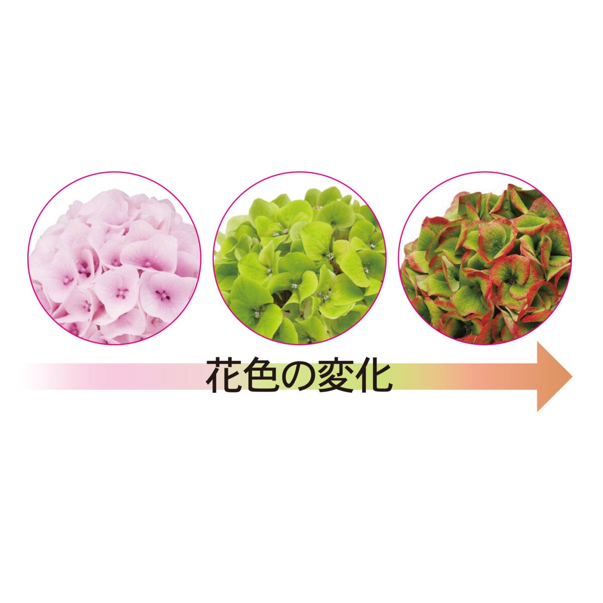 あじさい コットンキャンディ 5号鉢 母の日期間配送 お届け日5月6日～5月11日