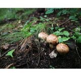 中国産マツタケ200G