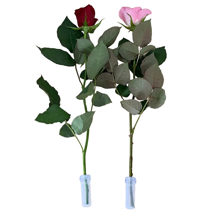 一輪ギフト ローズ 30束セット レッド＆ピンクミックス