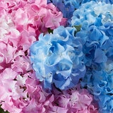 2色植えあじさい クレイジーテンシア 5号鉢 母の日期間配送 お届け日5月6日～5月11日