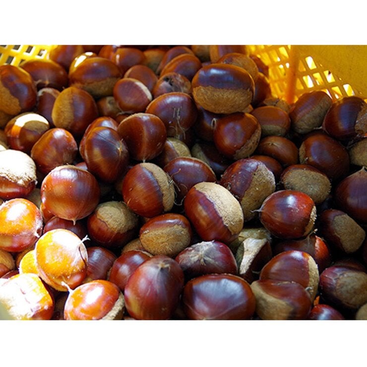 和栗1.3kg 和栗1.3kg