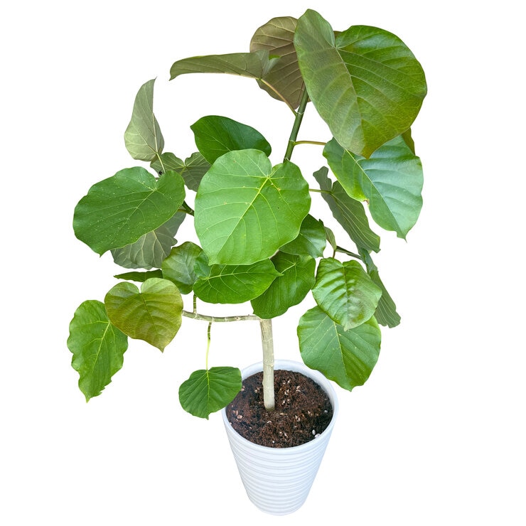 フィカス ウンベラータ 観葉植物 7号 陶器鉢