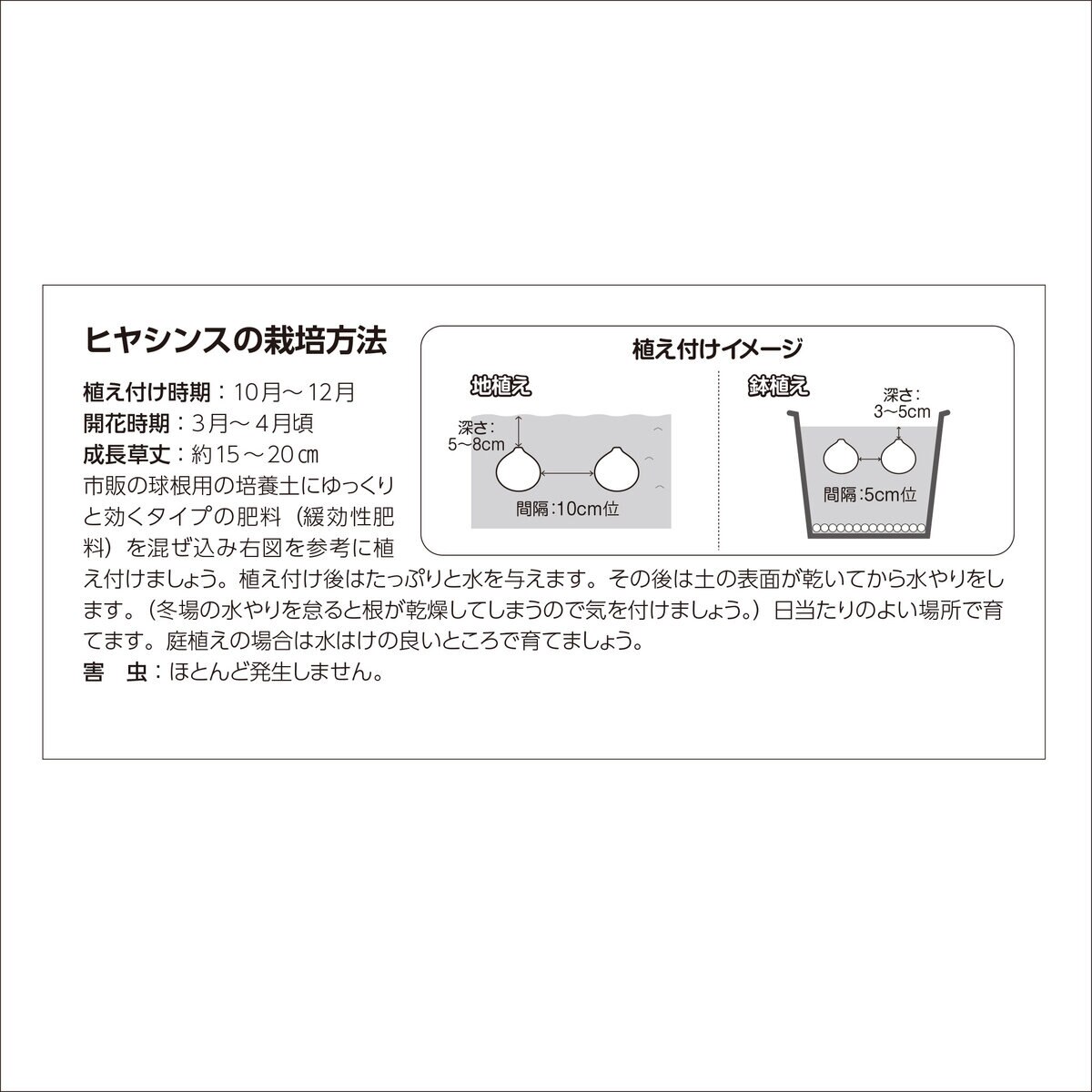 秋植え球根 ヒヤシンス 8球