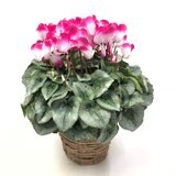 シクラメン 6号鉢 プルマージュレッド